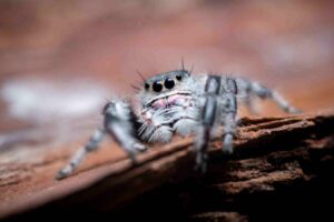 Tarantula dream meanings - dreaming of a tarantula biting you