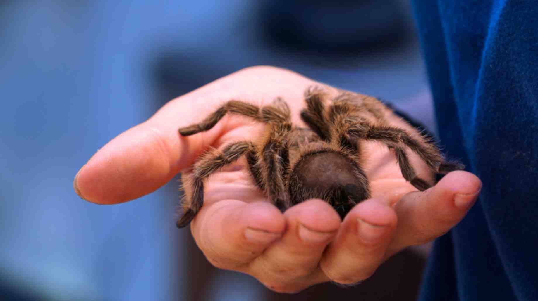 Tarantula dream meanings - dreaming of a tarantula biting you